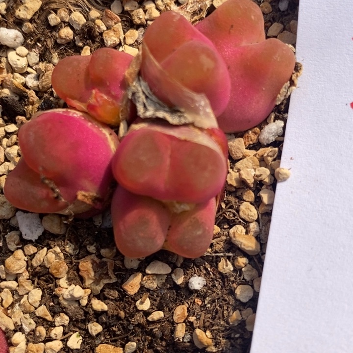 26124一颗一颗一颗