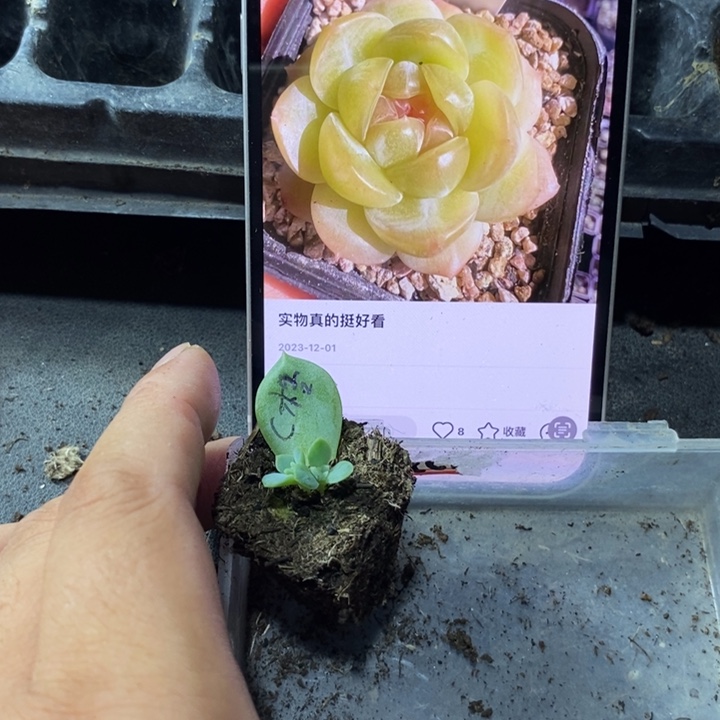 穴盘苍梧苗一个多肉