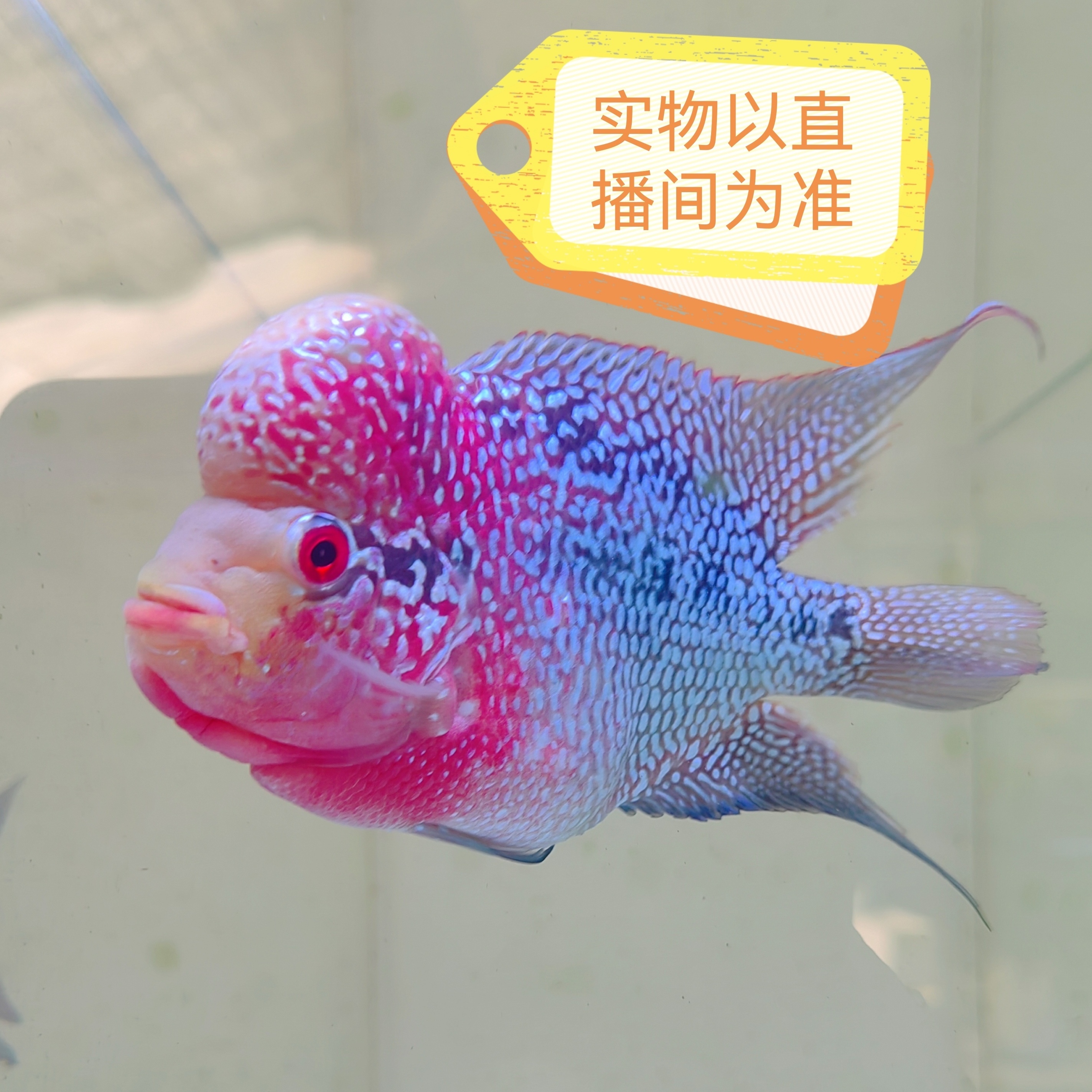 热带淡水罗汉鱼69  包路损以开箱视频为准～