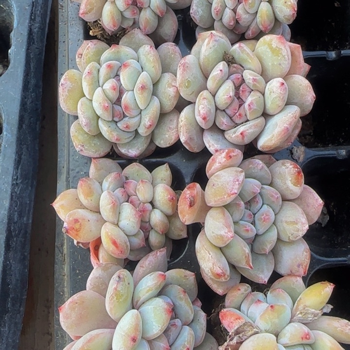 小星影缀化2颗一组女神节福利