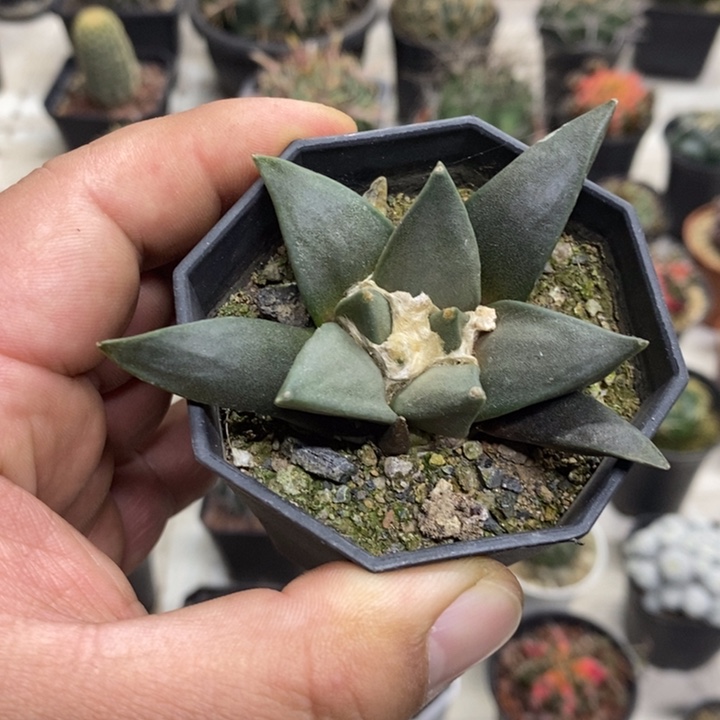 大号岩牡丹特价福利3