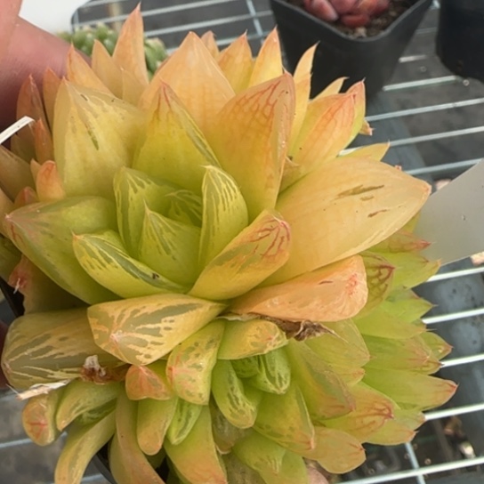 257黄金玉露一物一拍多肉