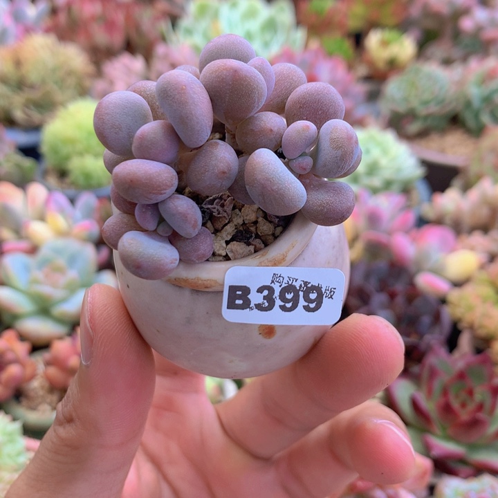 一物一拍含盆土满38包邮B399