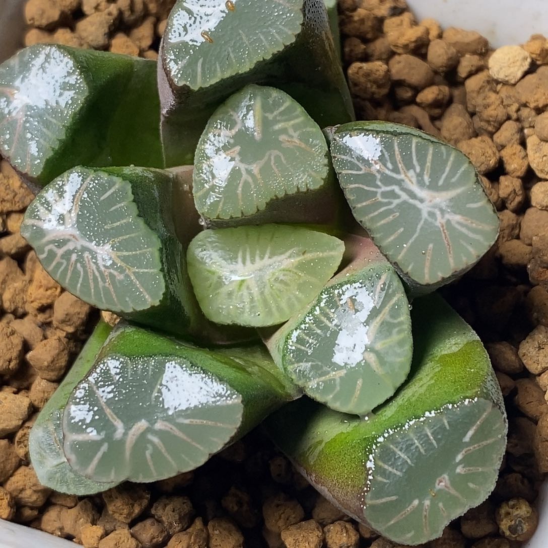 不带盆脱土裸根发货