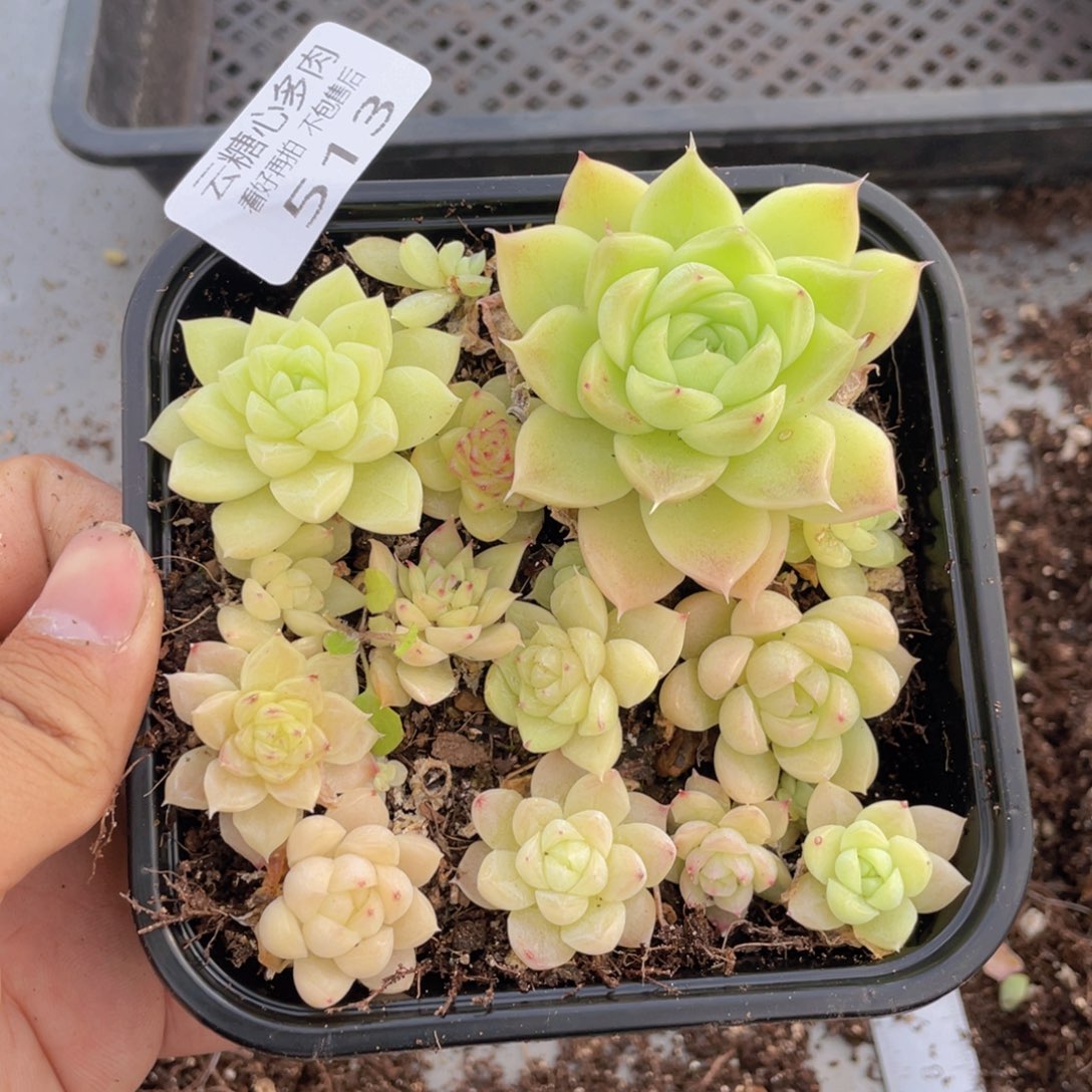 云糖心多肉植物513