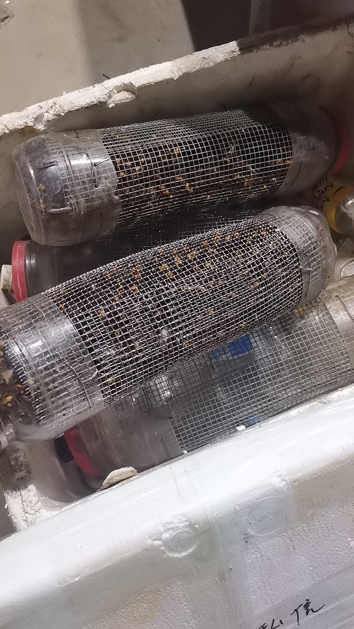 广西地龙蜂黑尾蜂金环虎头蜂优质泡酒材料