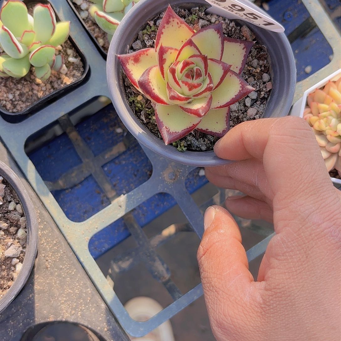 D951黄皮乌木一物一拍