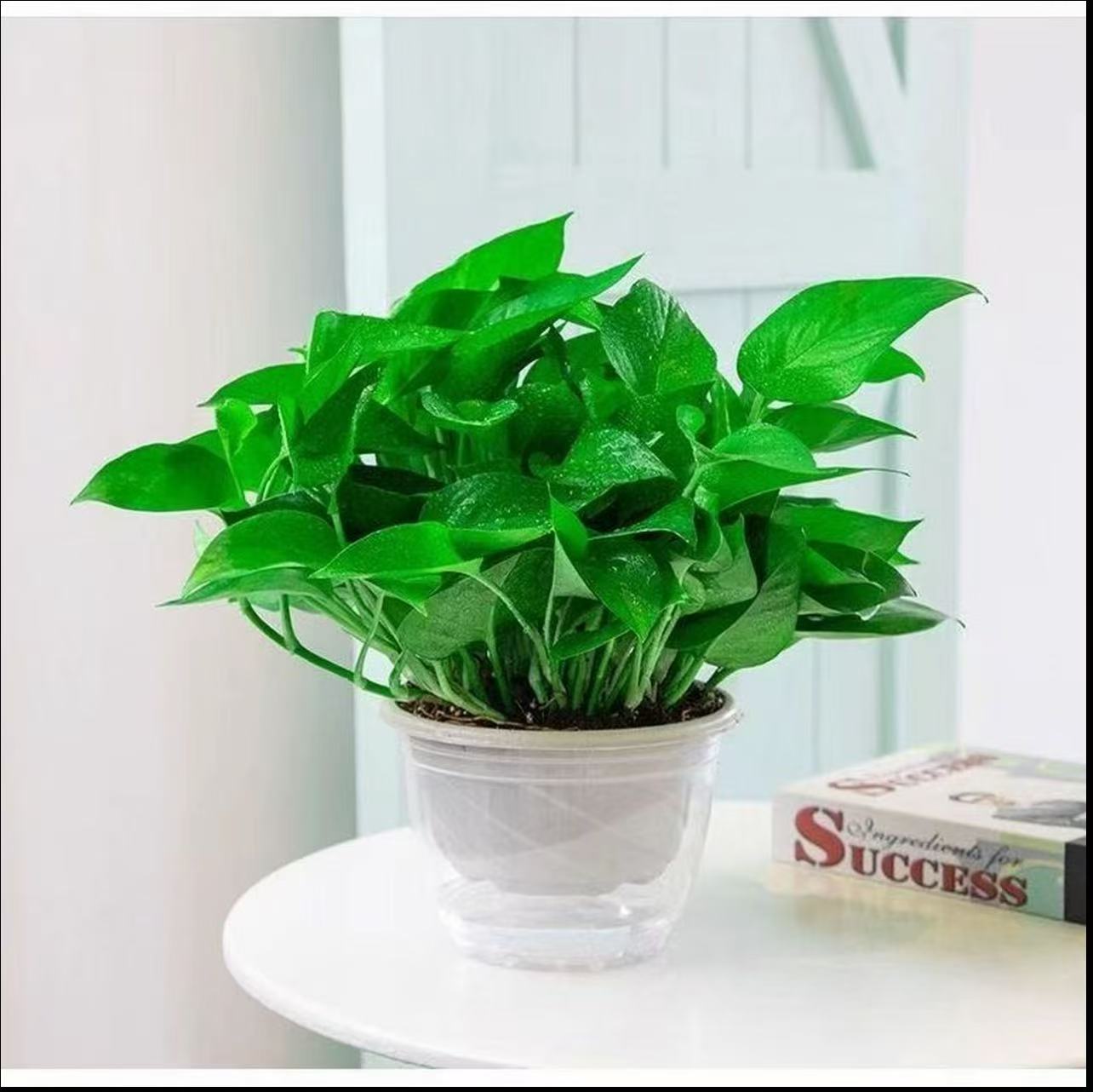 【基地直发】180绿萝带盆新房除甲醛净化空气室内盆栽好养绿植直发