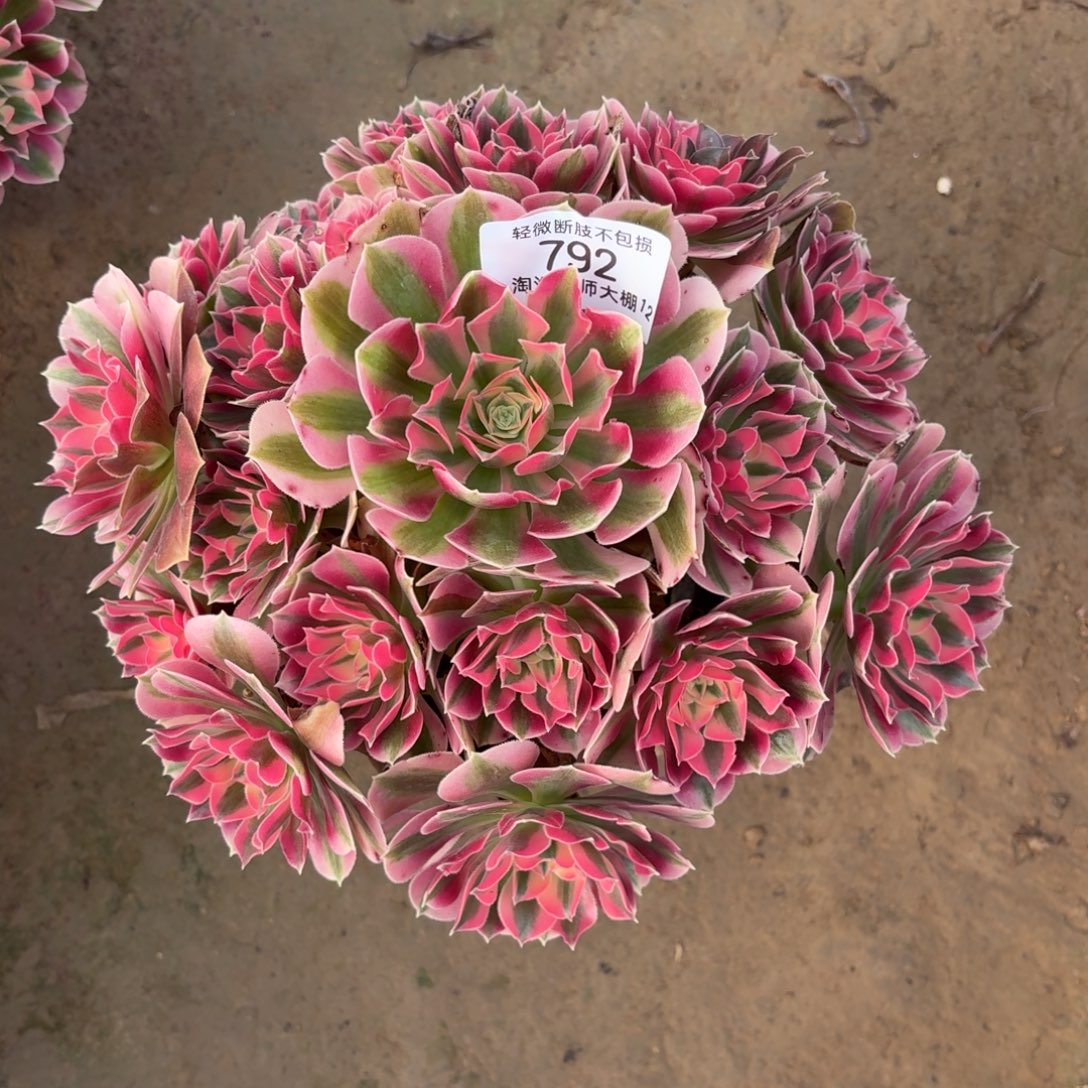 792粉女巫多肉植物法师