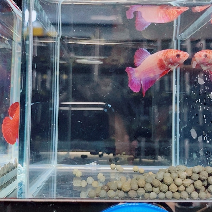 迷***丑斗鱼蓝31巨斗将军母