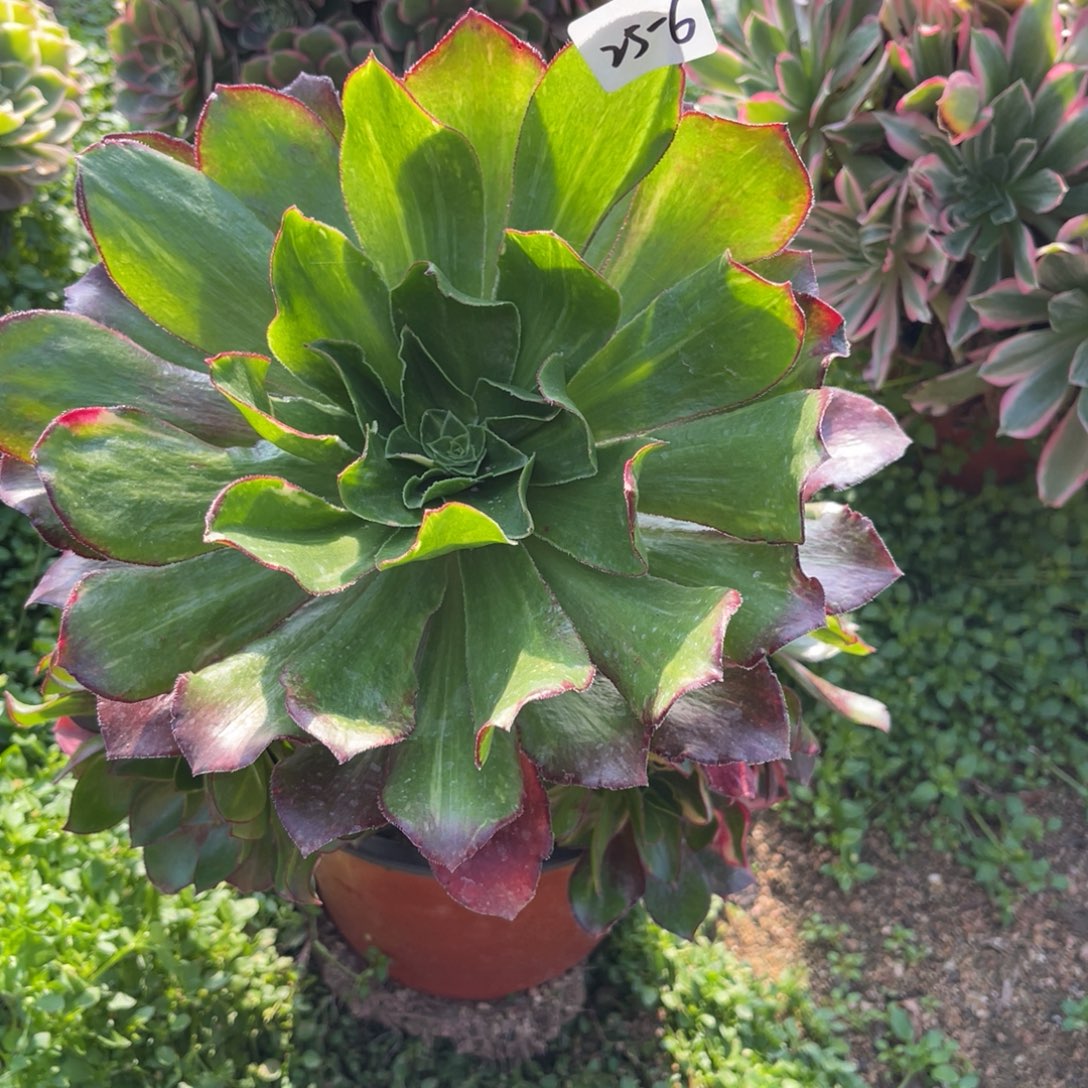 冬***冬12-25-6魅影七彩法师锦