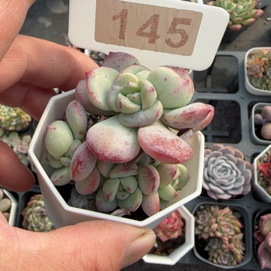 145香草多肉植物多