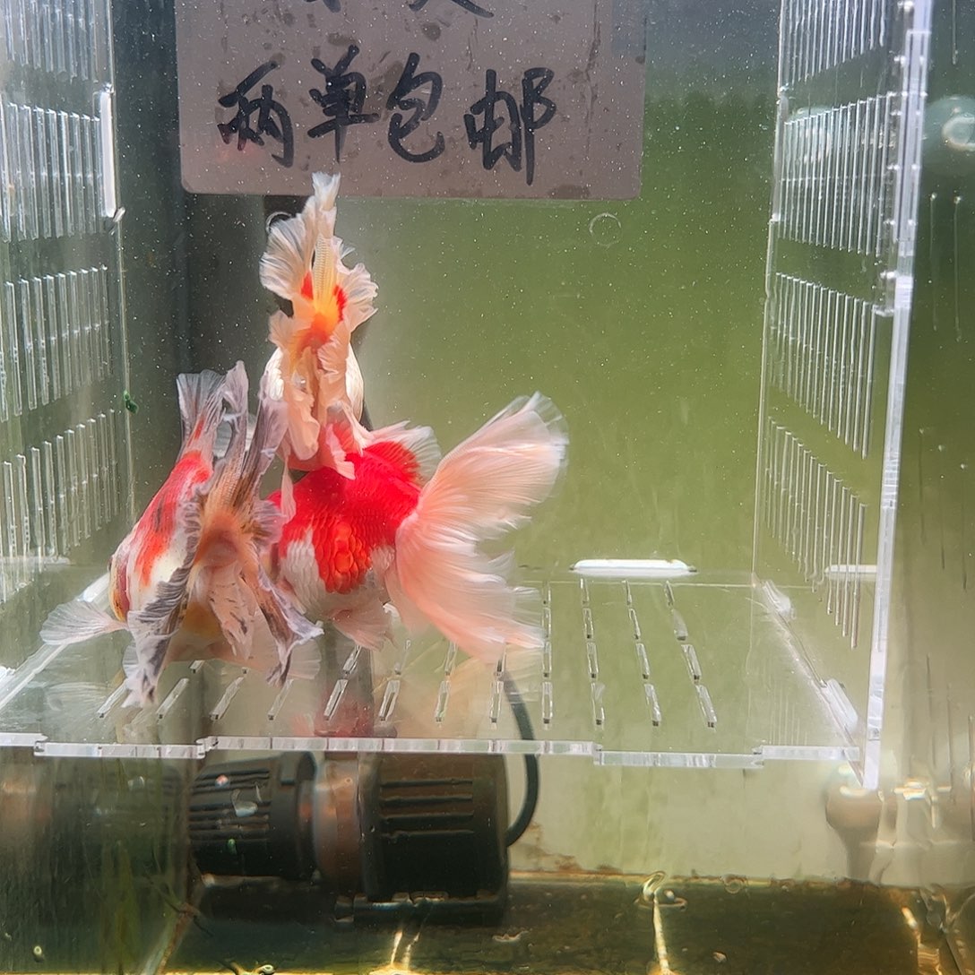 金鱼百褶泰狮压成42
