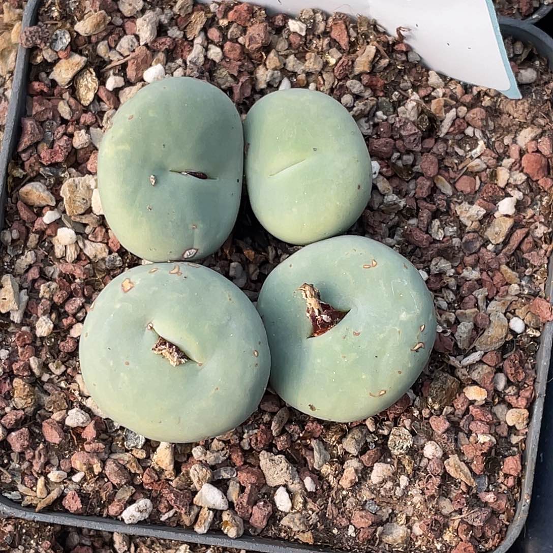 彭***2-39肉锥多肉植物