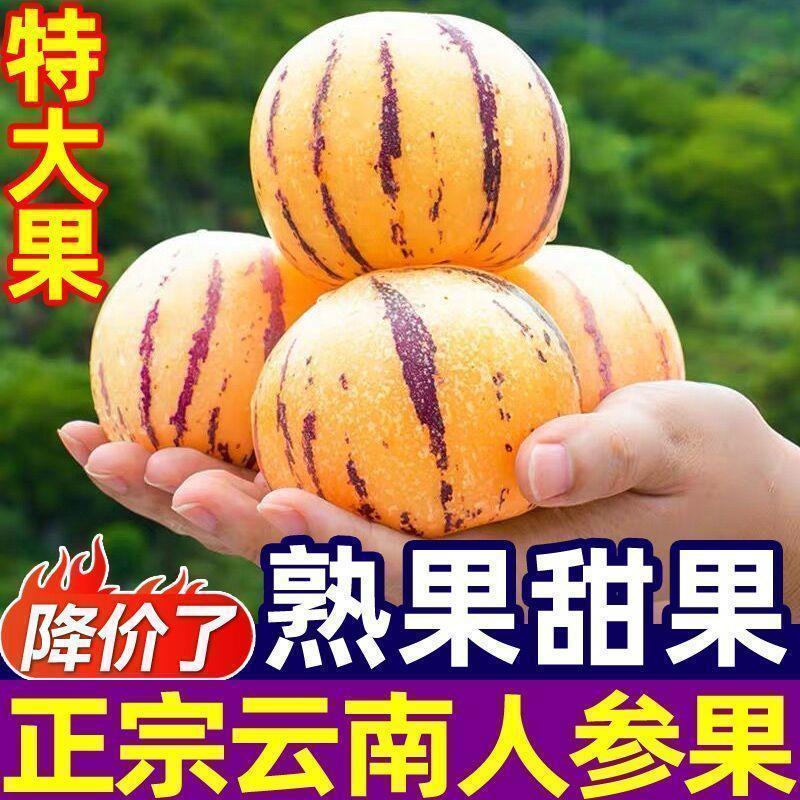 云南石林新鲜树上熟黄肉圆果果清甜多汁应季水果