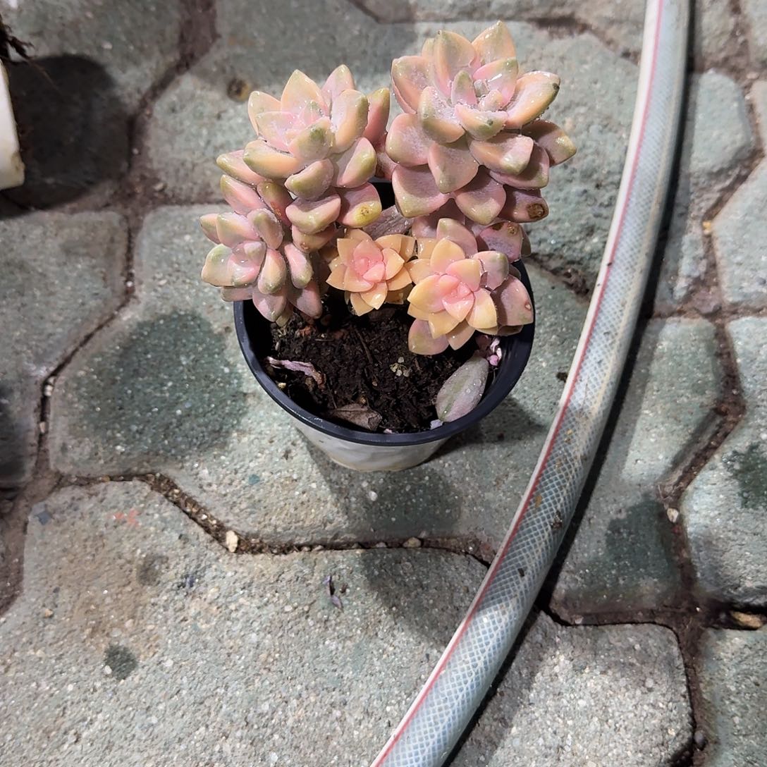 瑶****美杏锦多肉植物精品