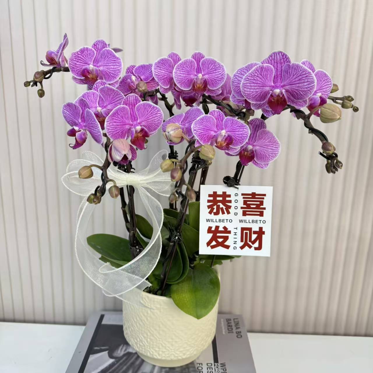 【玉玲珑】蝴蝶兰  粉红色中大花型  室内花精品 源头基地直发