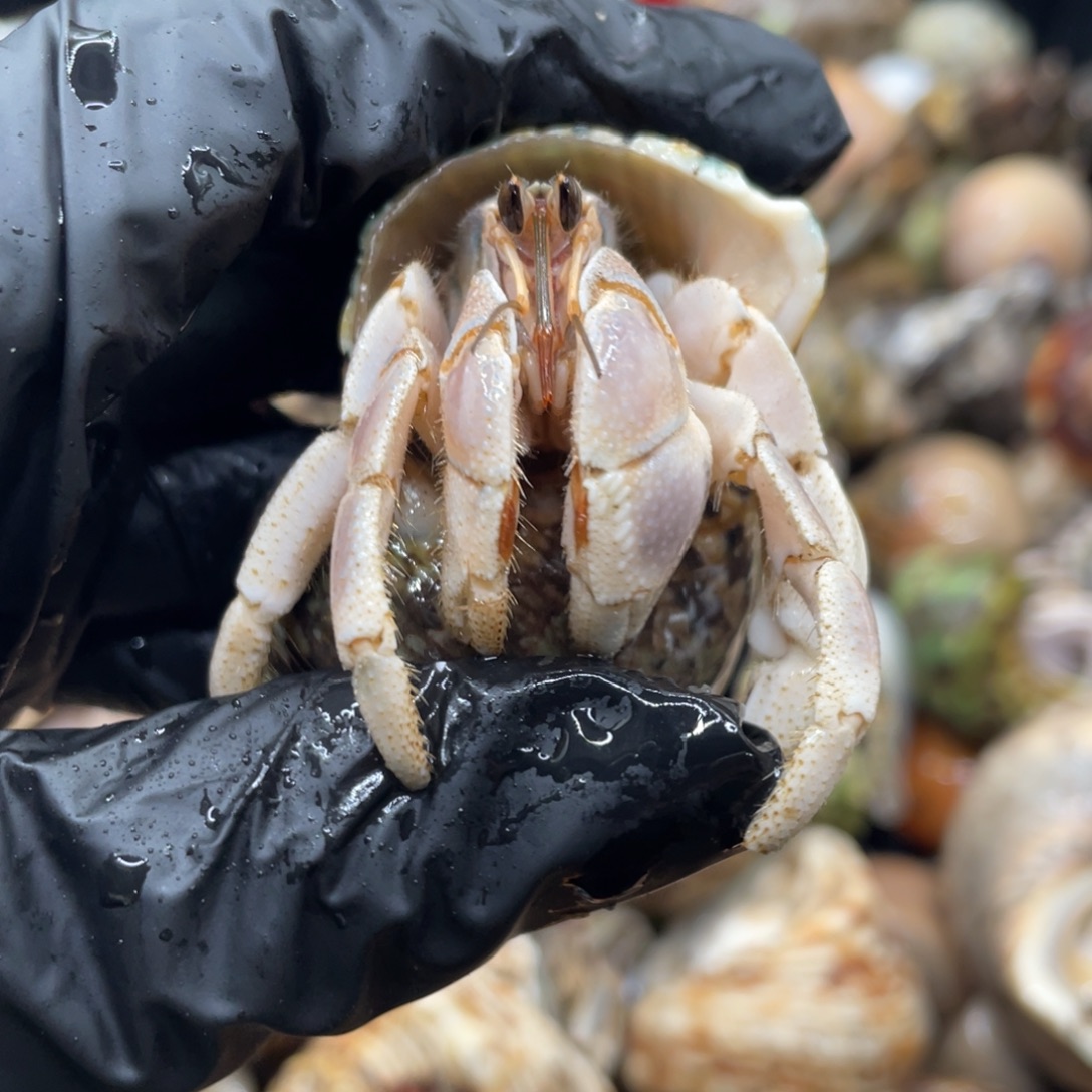 不退不换谢谢支持6