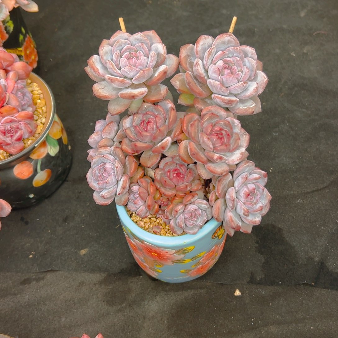 y****多肉植物保护研究所