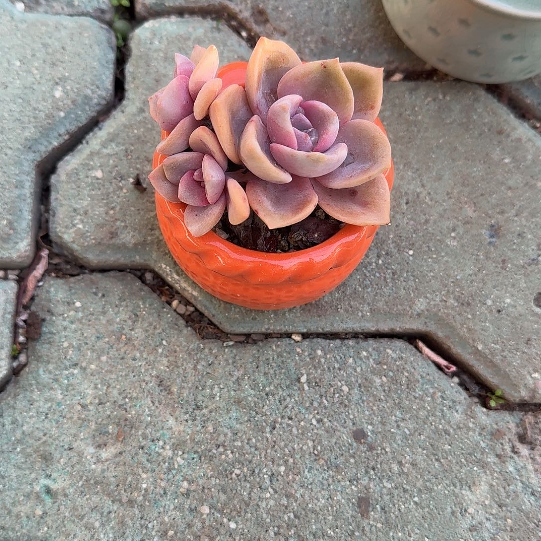 彩虹糖多肉植物精品