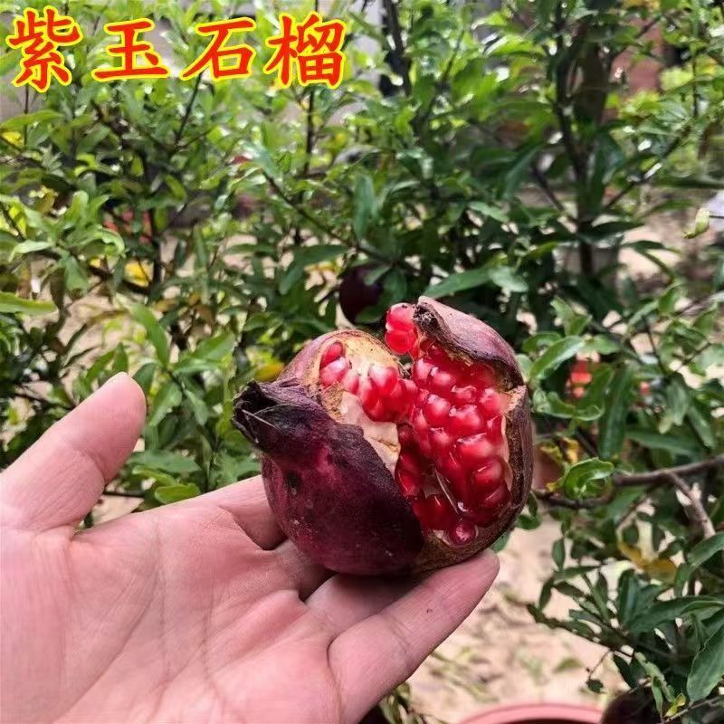 石榴树树苗紫玉石榴盆栽地栽南方北方种植