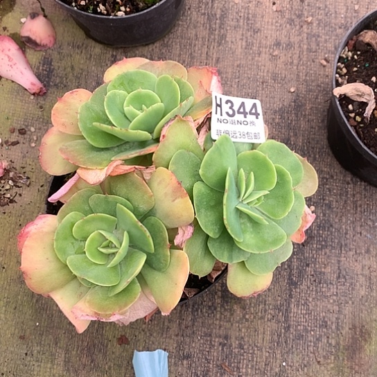 用***4莫妮卡个体不一样344 全场亏本处理退款拉黑7/8天发货