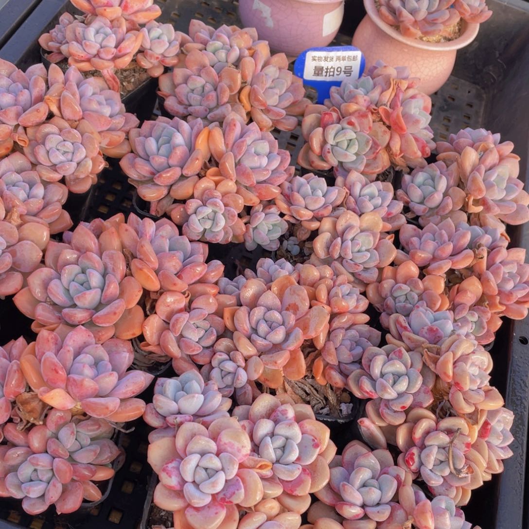 量拍9号 白鹭花斑露大群生一个