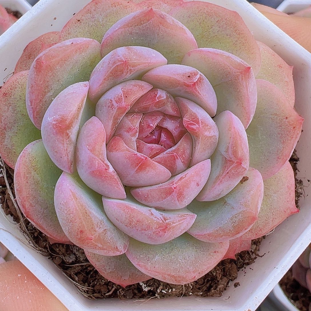 冰花女郎19包邮多肉