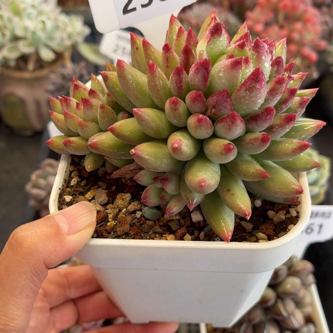 2565 满30包邮天冷地区必拍保温箱