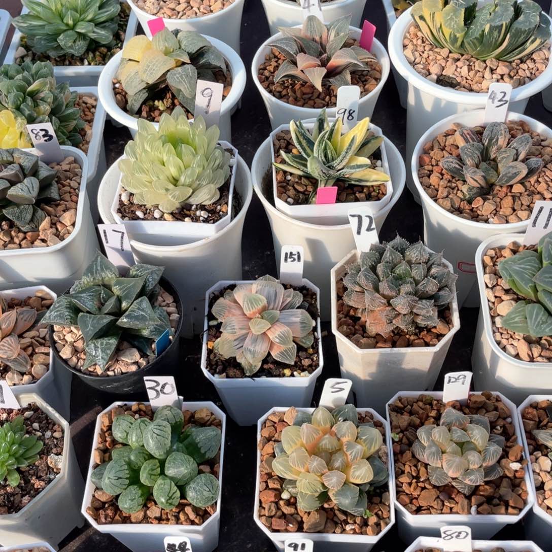 澍***雾凇补差。          