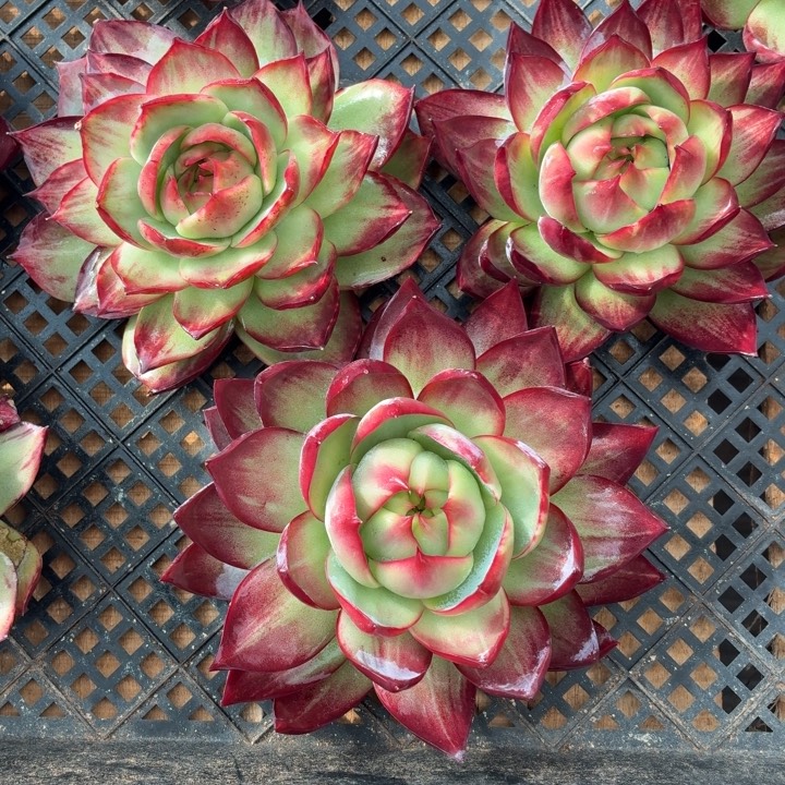 @***风惊鸿仙子三稞一组