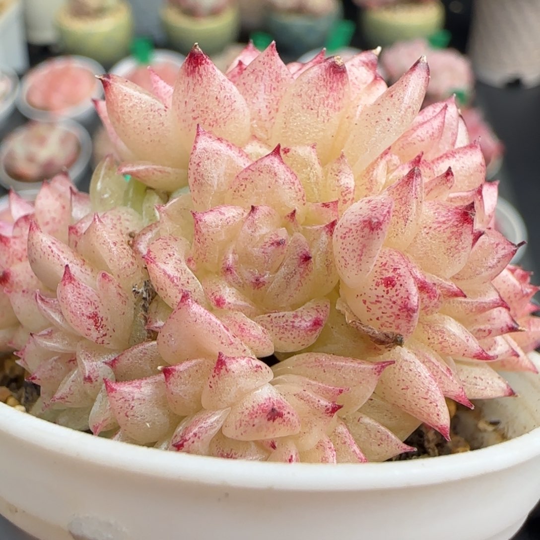 多肉29  麦秆不包整 5厘米盆 h