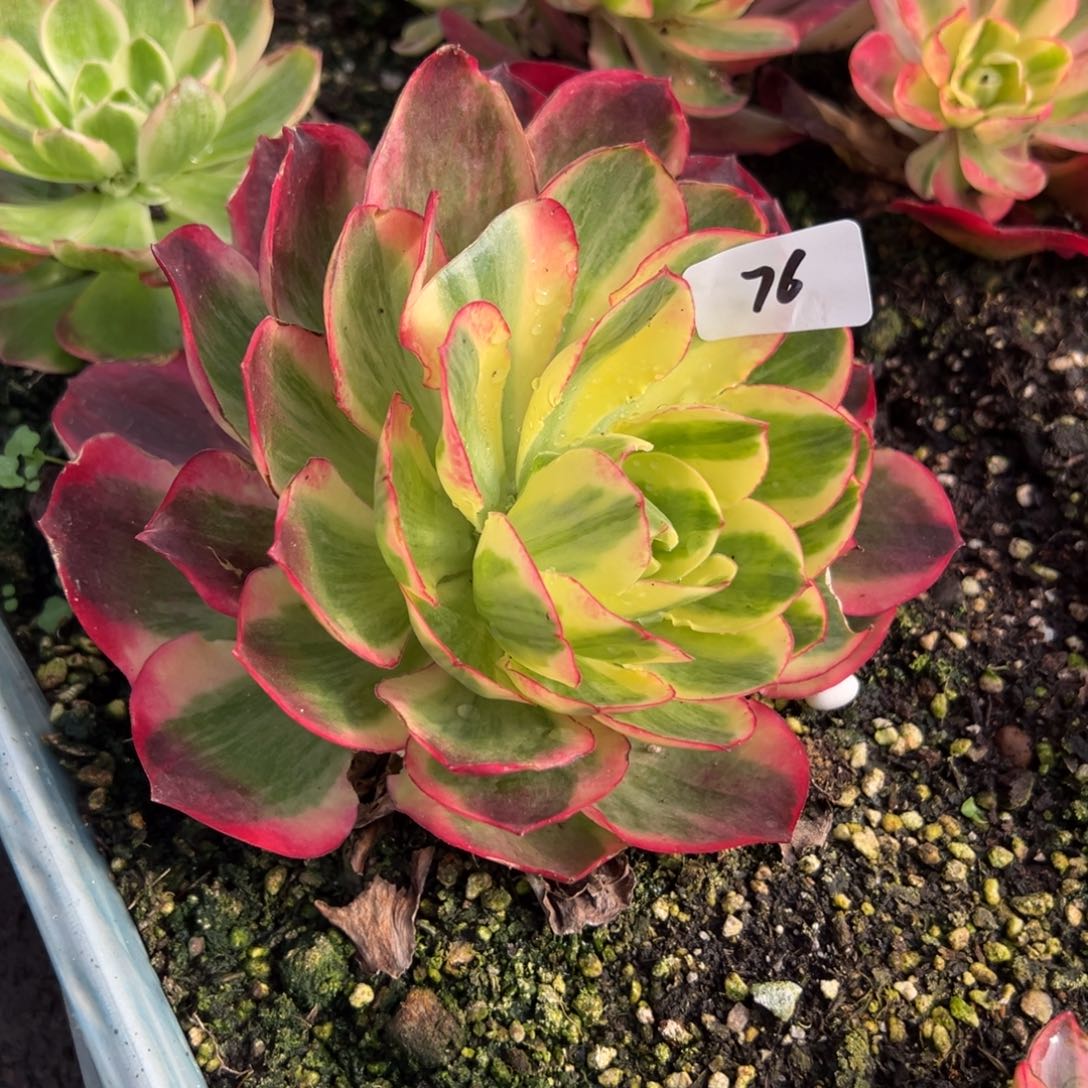 76如意多肉嘻嘻嘻