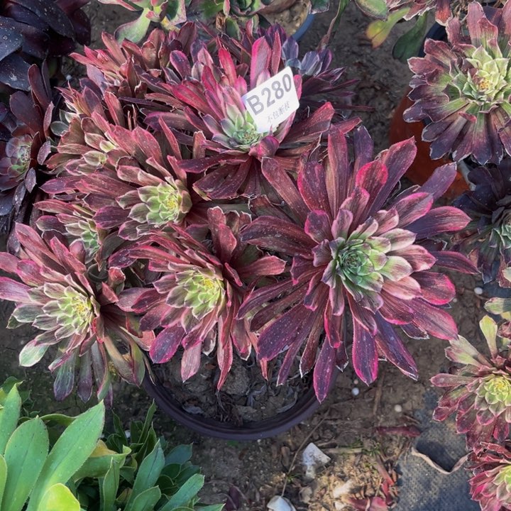 280粉墨多肉法师不包断枝