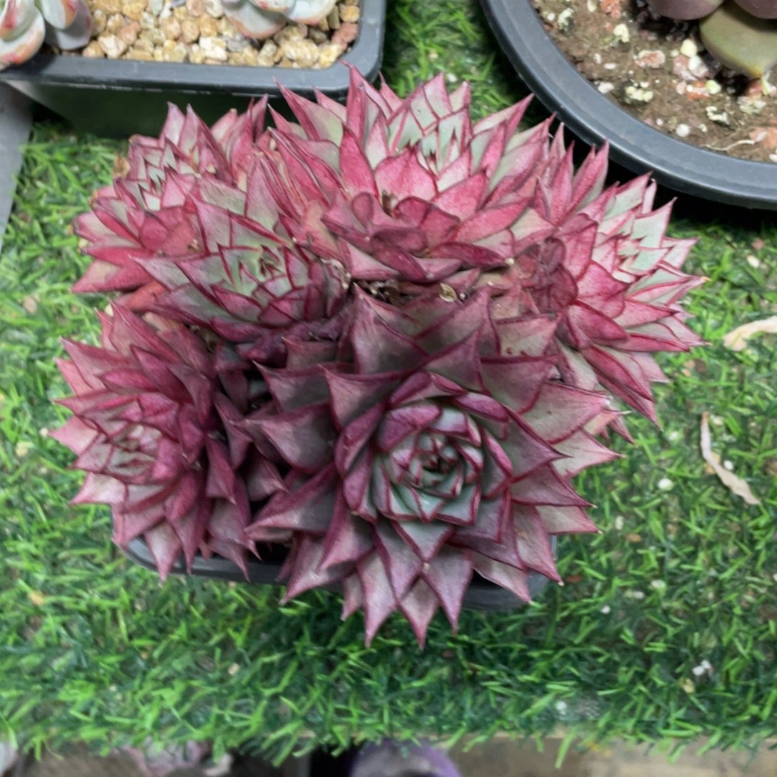 百合锦冠幅15 公分一物一拍