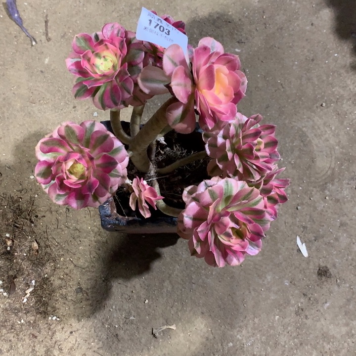 1703倾城多肉植物