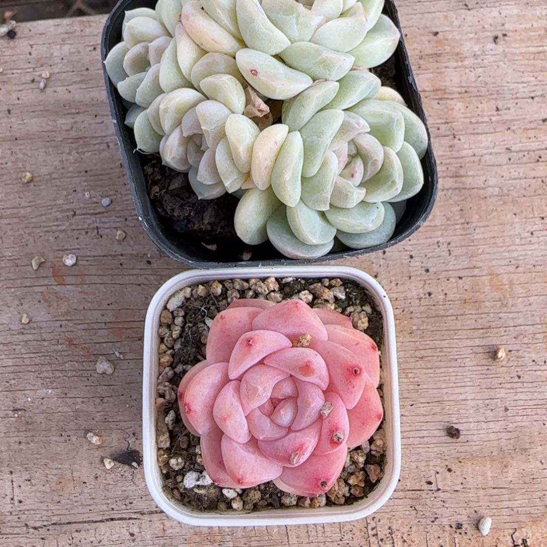 一***丫一物一拍丫丫玉兔珍妮