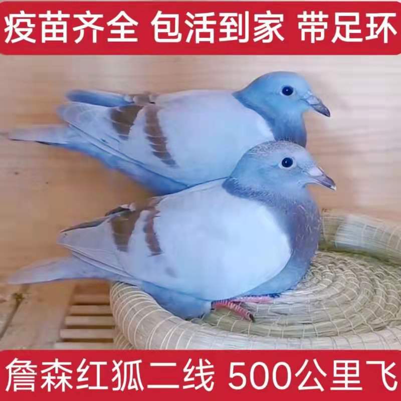 信鸽成绩鸽远程国血，血统鸽
