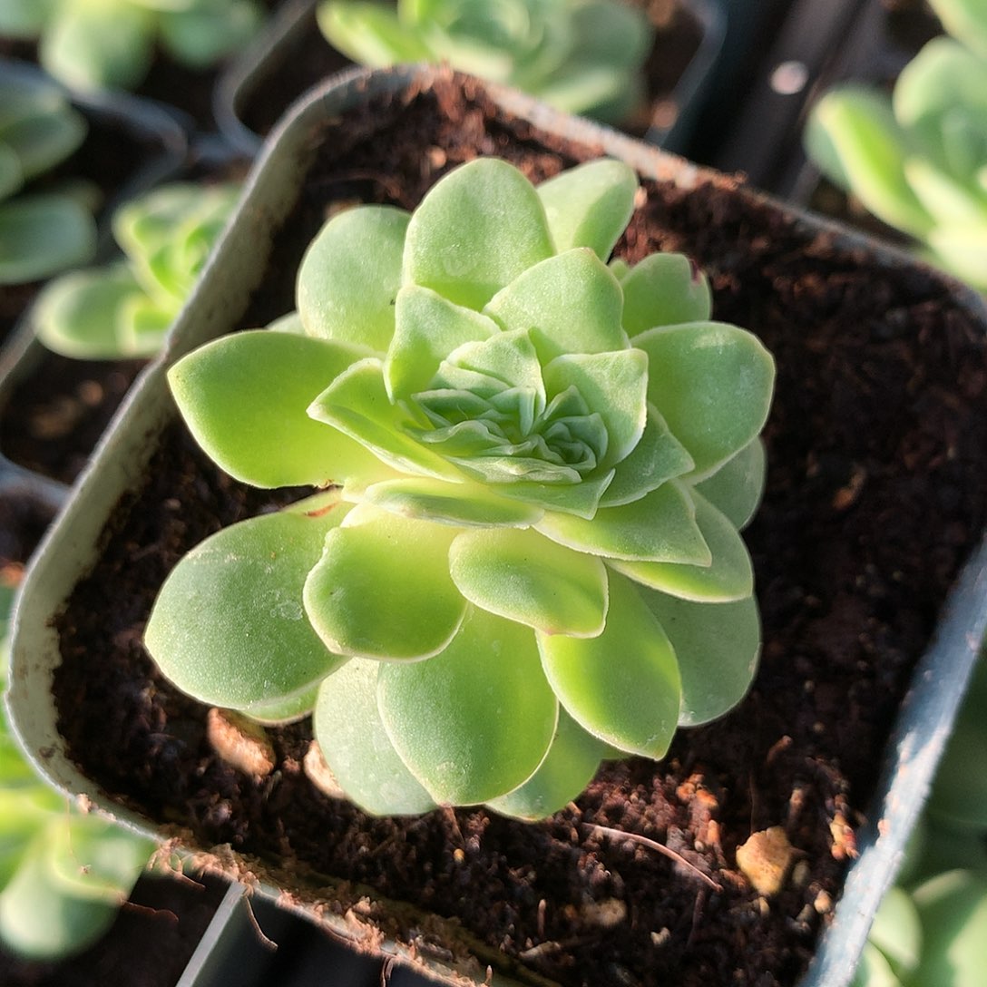 缀化一一一一一一