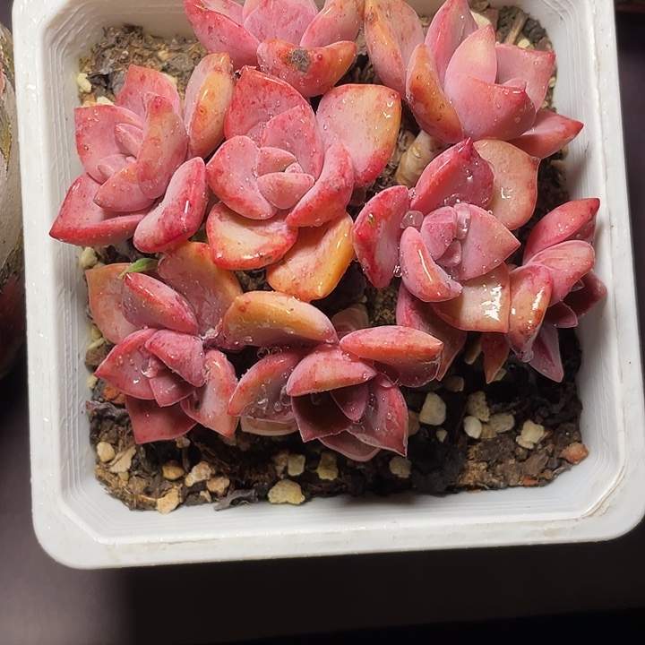 小***雪多肉植物彩虹糖发货