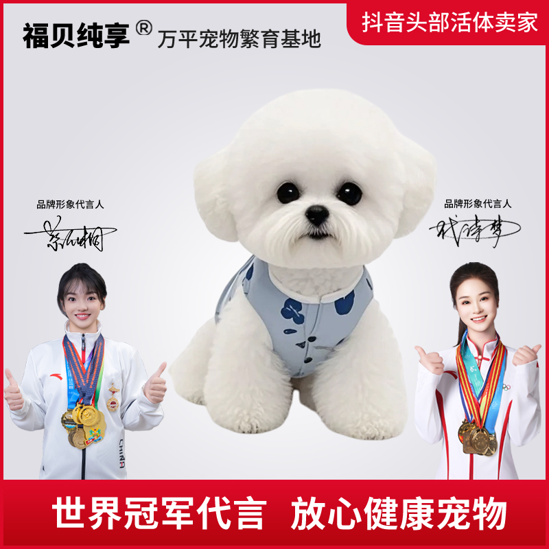 【福利】妞米克比熊犬幼犬宠物狗狗纯种幼崽活体