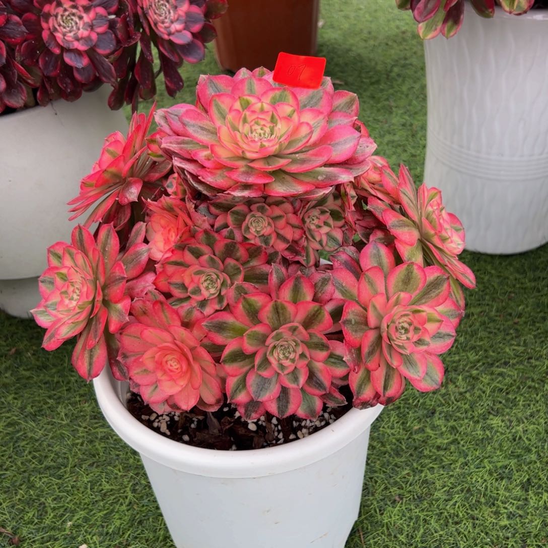 07多肉植物寄养荔枝