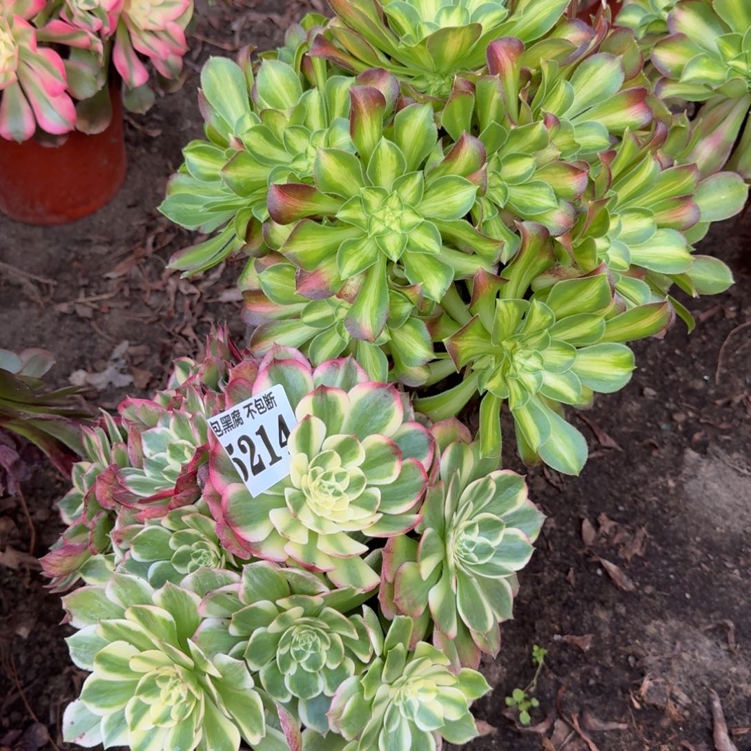 法师海王 韶华5214 19-18