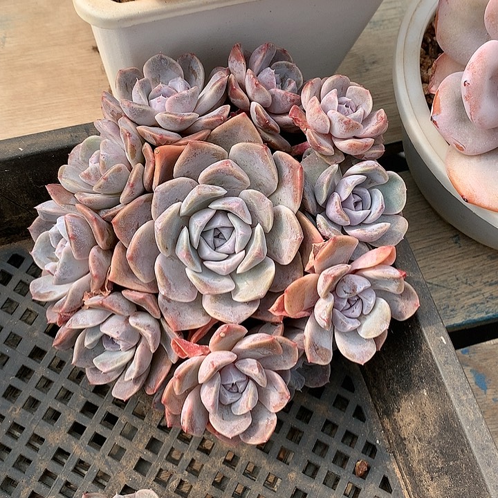 汉堡1111111111111111