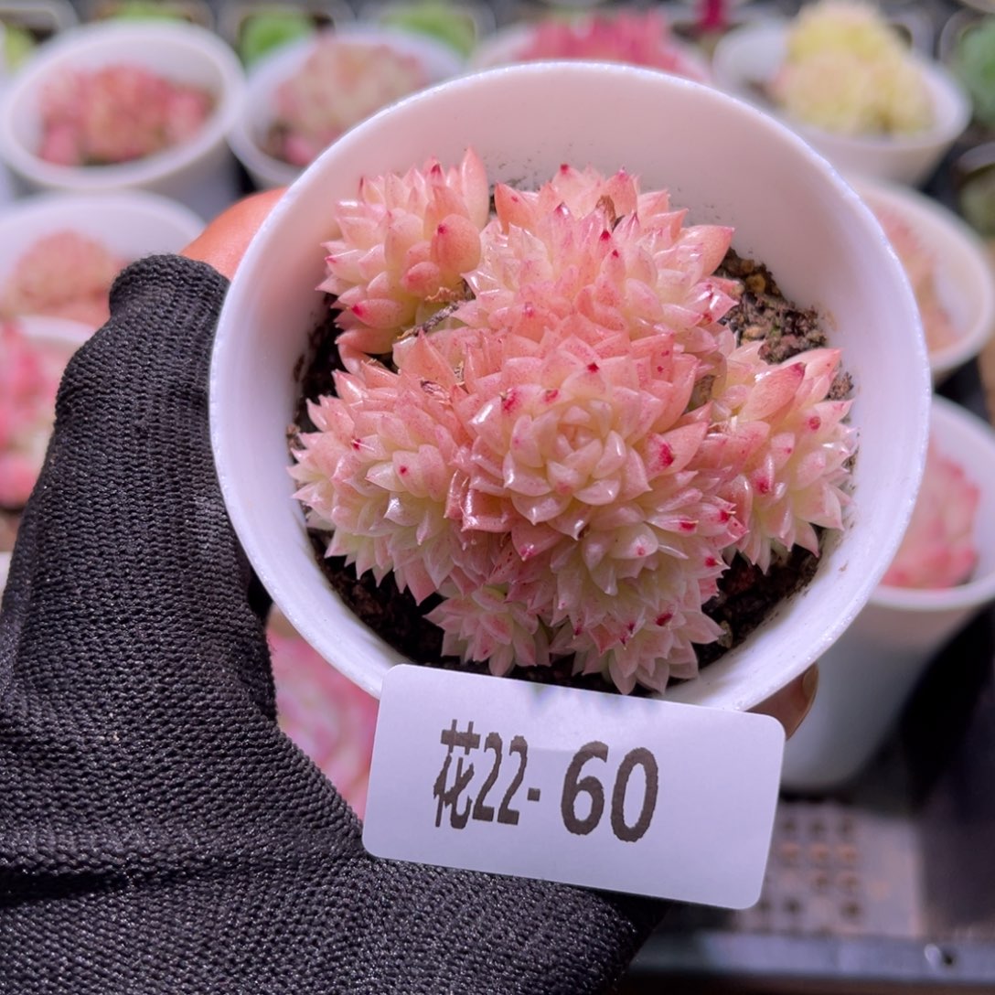 花22-60麦秆群生