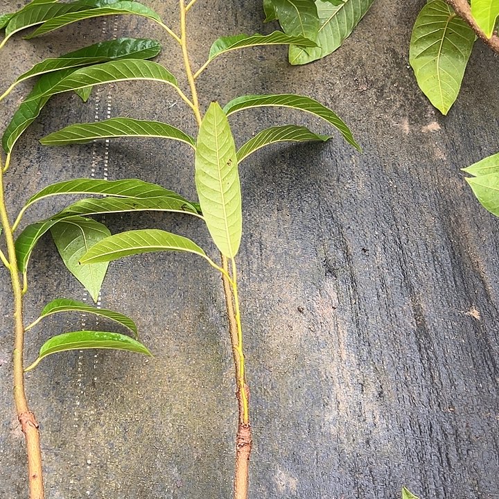 @***?天使3590974798457885