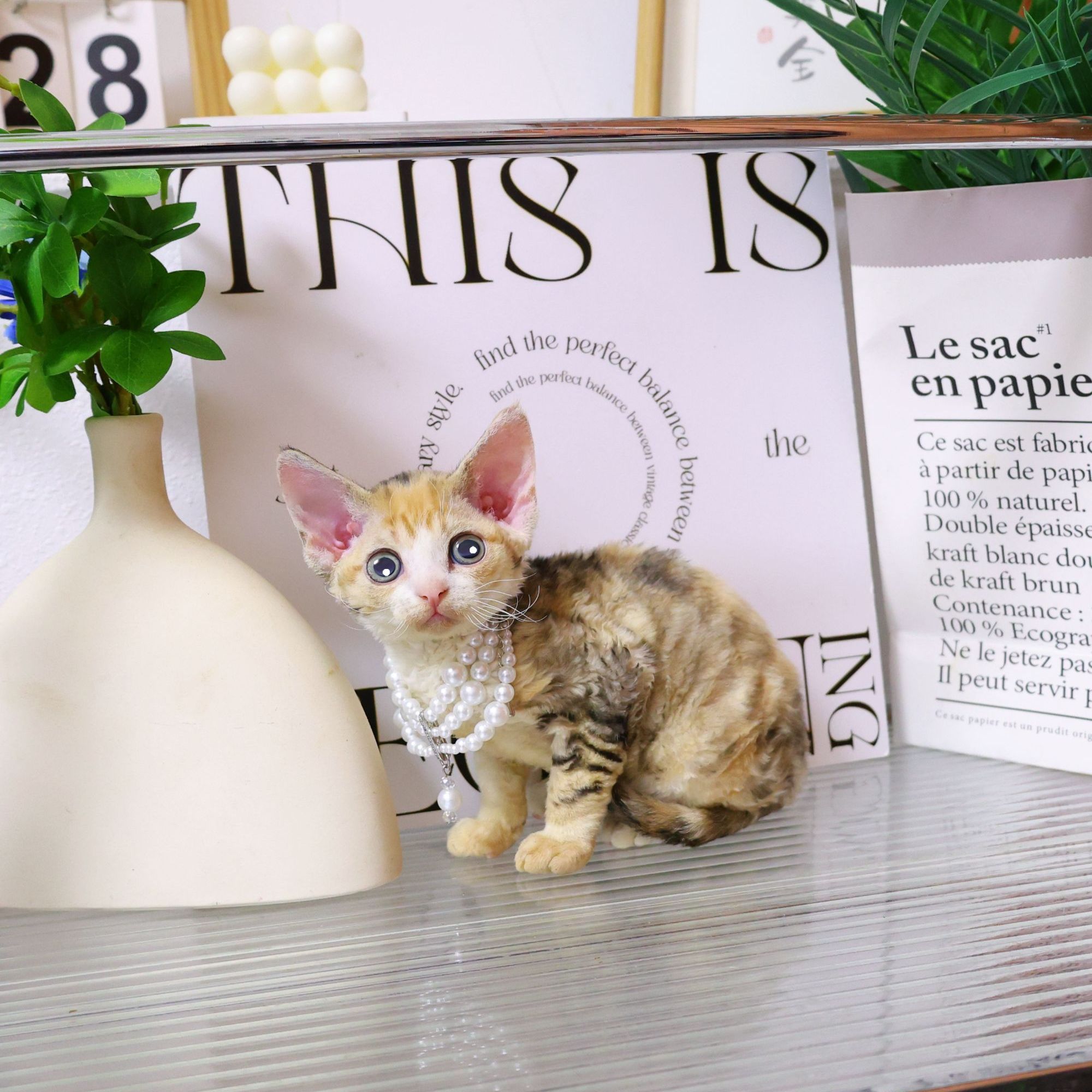 【蔚蓝家】德文卷毛猫三花妹妹-Weddy