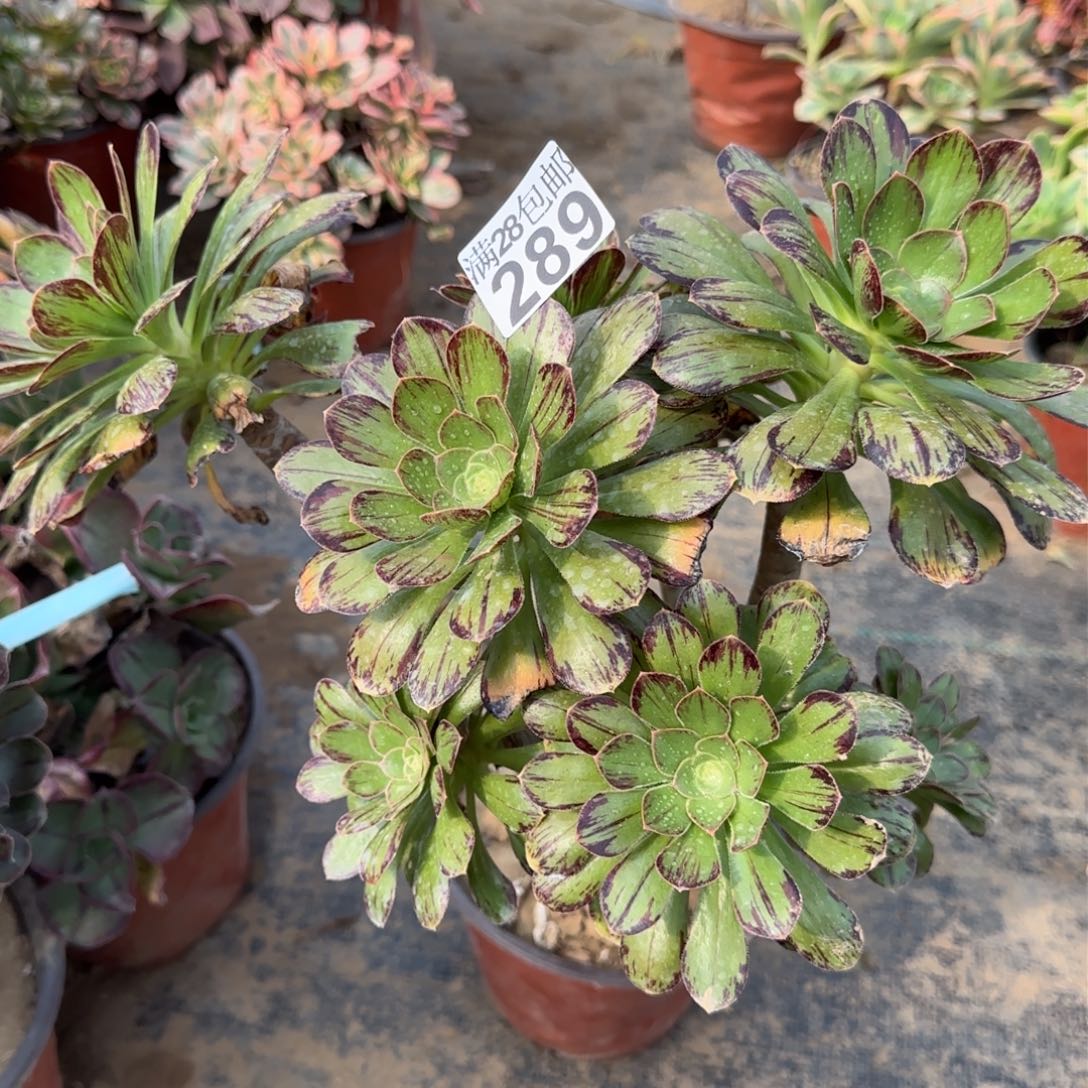 v锦多肉289满28包邮断枝不包