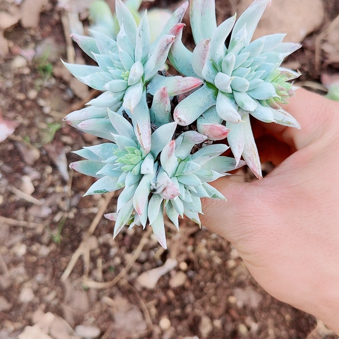 9598奴婢仙女杯多肉