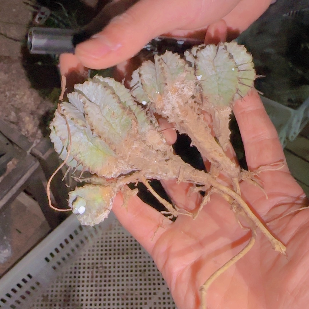 梦***点块根植物块根植物